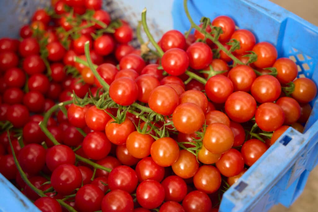 収穫されたばかりの新鮮なSweetbell