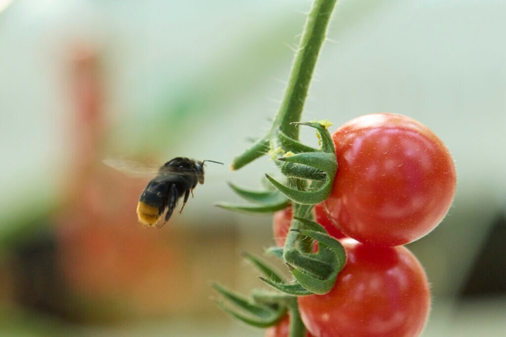 Sweetbellと受粉するクロマルハナバチ