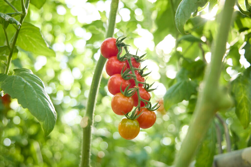鈴なりで育成されているスイートトマト