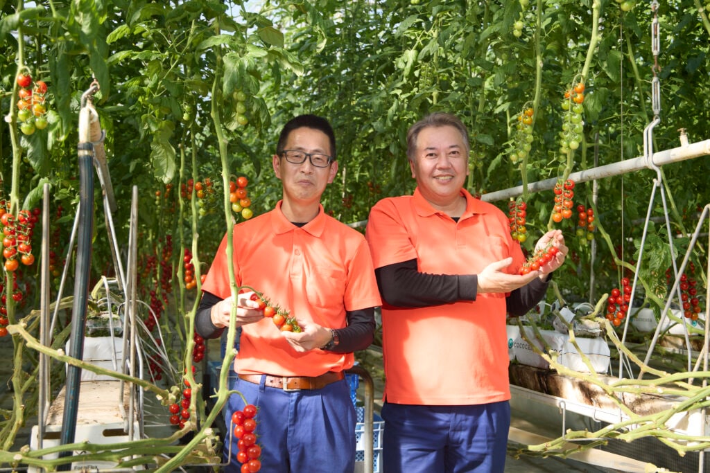 収穫したトマトを持つスタッフ