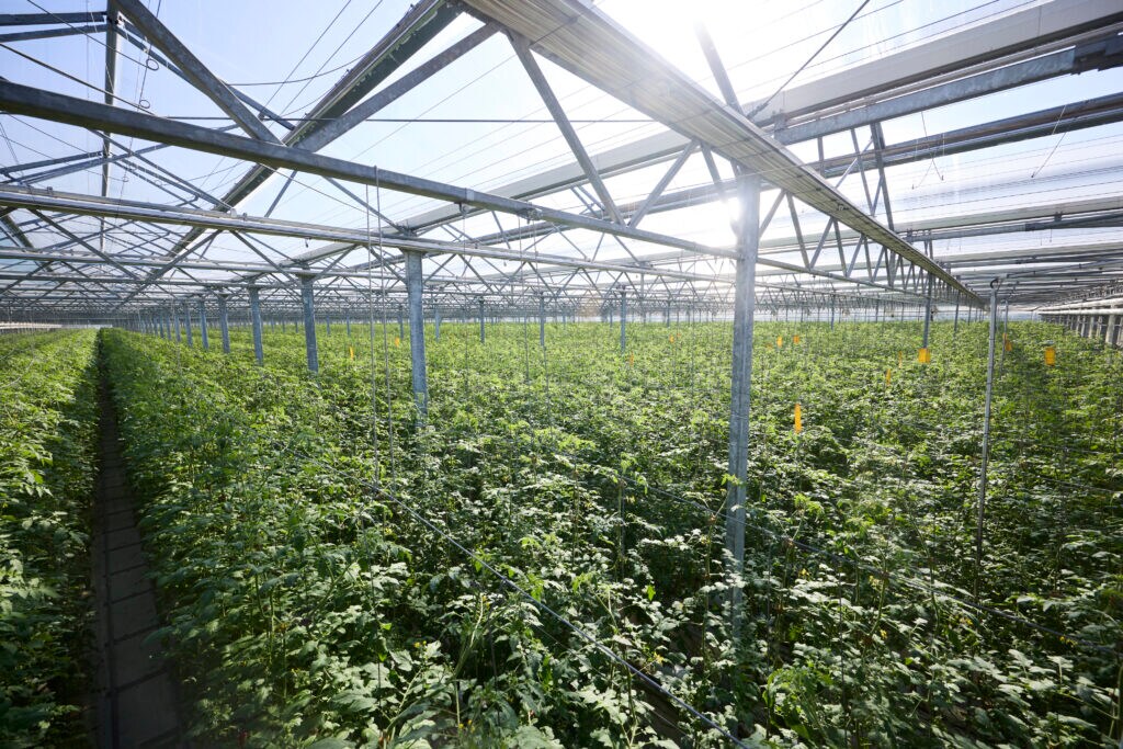 君津とまとガーデン　広大な敷地内の栽培エリア