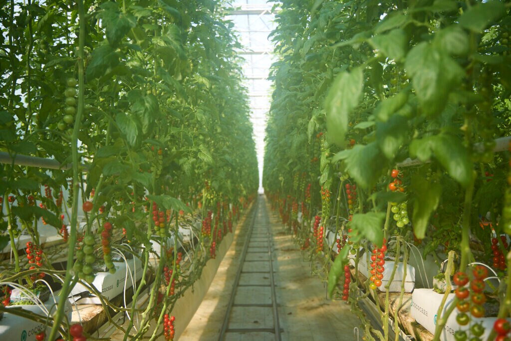 鈴なりのスイートトマト